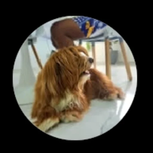 jojopetfood